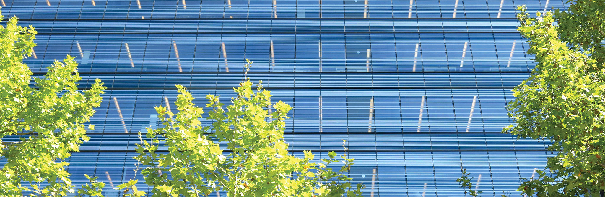 Reflective glass building partly obscured by green trees. 